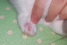 探索仙侠道兔帮踢馆的攻略宝典（攻略帮你一步登天，成为道兔之王）