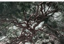 圣子最强出装铭文攻略（揭秘圣子玩法，打造最强输出利器）