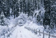 《洛克王国》腊月寒冬活动通关攻略（冰雪世界，冒险之旅）