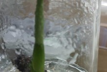幻塔泰坦魔芋解密攻略（掌握解密技巧，轻松通关游戏）